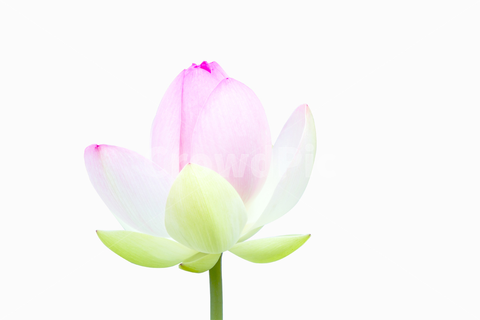 연꽃,꽃,분홍,자연,색,순수,감성,힐링,포토,불교,아름다운,뷰티,배경,소스,식물,plants,flower,nature,color,식물,자연,plants,nature,꽃,flower,누끼,remove background
