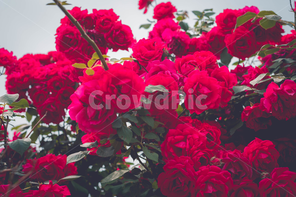 식물,장미,장미꽃,꽃,여름꽃,식물,자연,plants,nature,꽃,flower