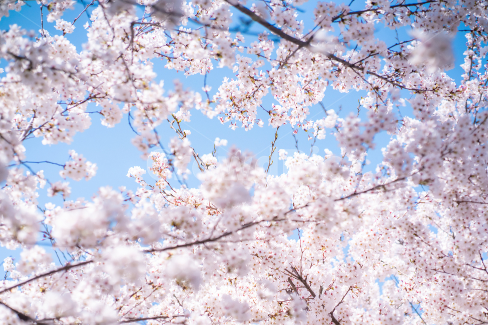 flower,blossom,벗꽃,하늘,꽃,식물,plant,벚꽃,봄,계절,spring,season