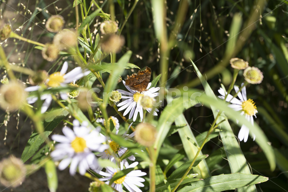 나비,호랑나비,날개짓,날갯짓,들꽃,가을,풀,자연,곤충,동물,animal,곤충,벌레,insect,bug