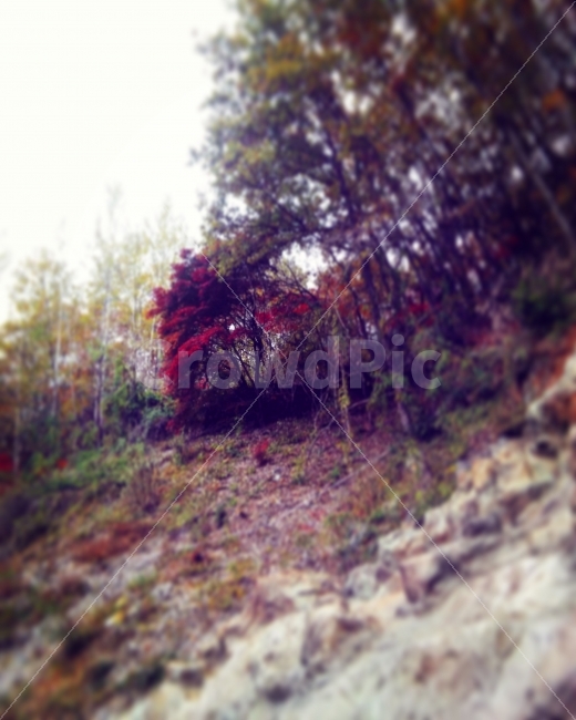 초점,빨간색,초록색,나무,단풍,가을,숲,동굴,바위,올려다본,풀,밝은,focus,tree,fall,woods,red,green,stone,cave,자연,풍경,nature,landscape