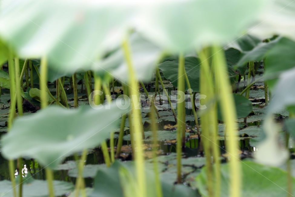 꽃,연꽃,연잎,수련,힐링,식물,plants,nature,flower,초록,호수,자연,식물,자연,plants,nature