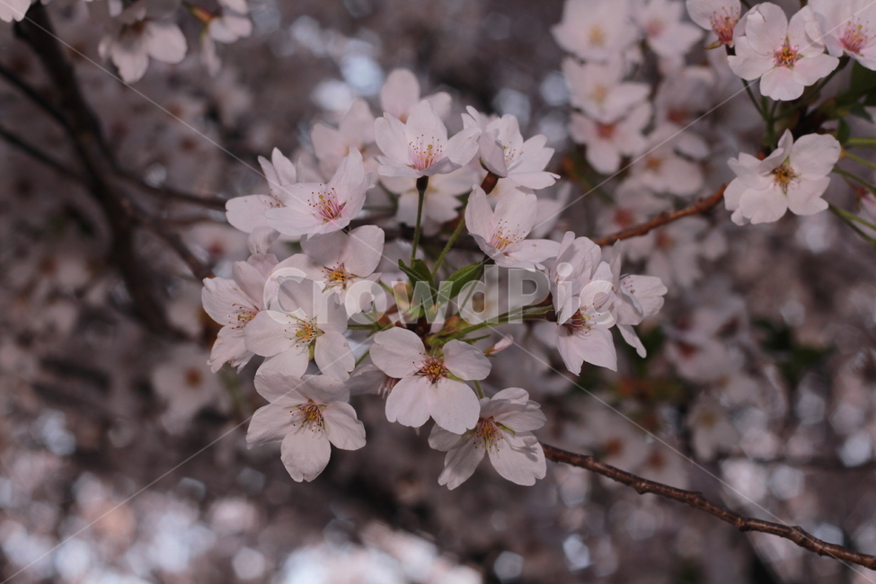 꽃,봄꽃,식물,flower,plants,봄,계절,spring,season,식물,자연,plants,nature,꽃,flower,plant,blossom,cherry blossom,벚꽃