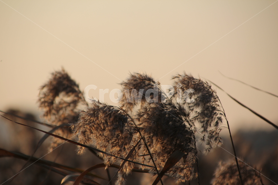 갈대,갈대명소,풍경,노을,억새,해질녁,도암리,가을,계절,fall,autumn,season,자연,풍경,nature,landscape,grass,잔디,plant,식물,lawn,reed