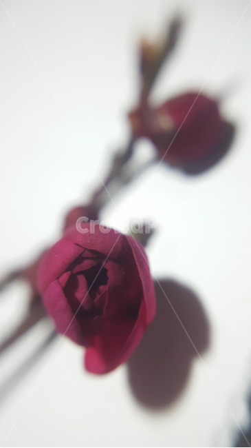 꽃,flower,근접,생화,야생화