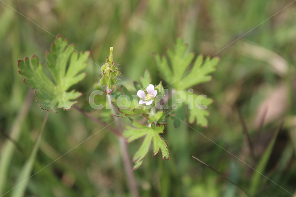 야생화,들꽃,들에핀꽃,야생꽃,작은꽃,칼라풀,식물,자연,plants,nature,꽃,flower