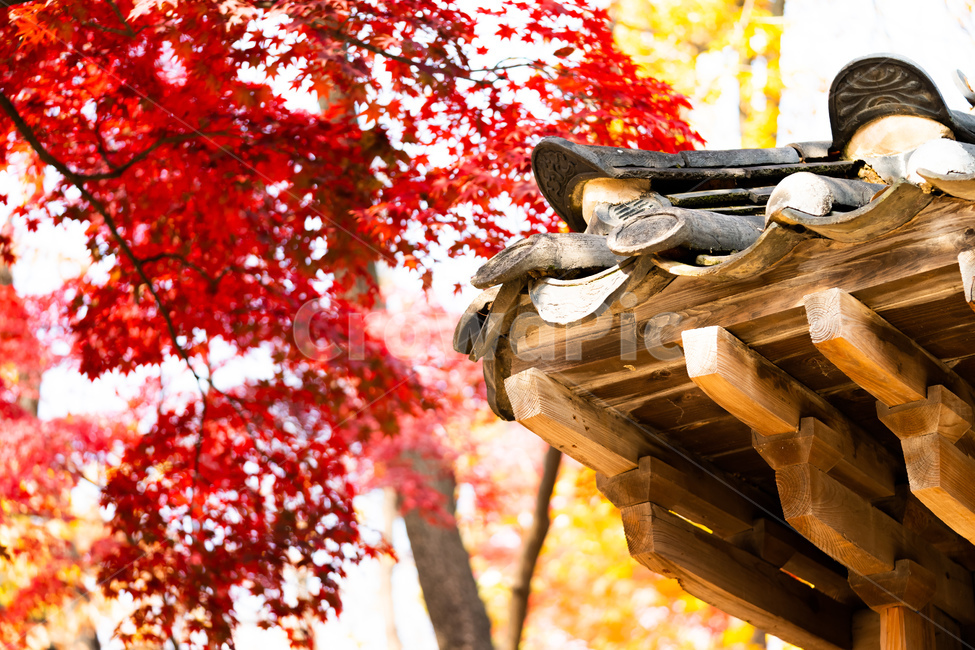 plant,식물,leaf,잎,tree,나무,maple,단풍