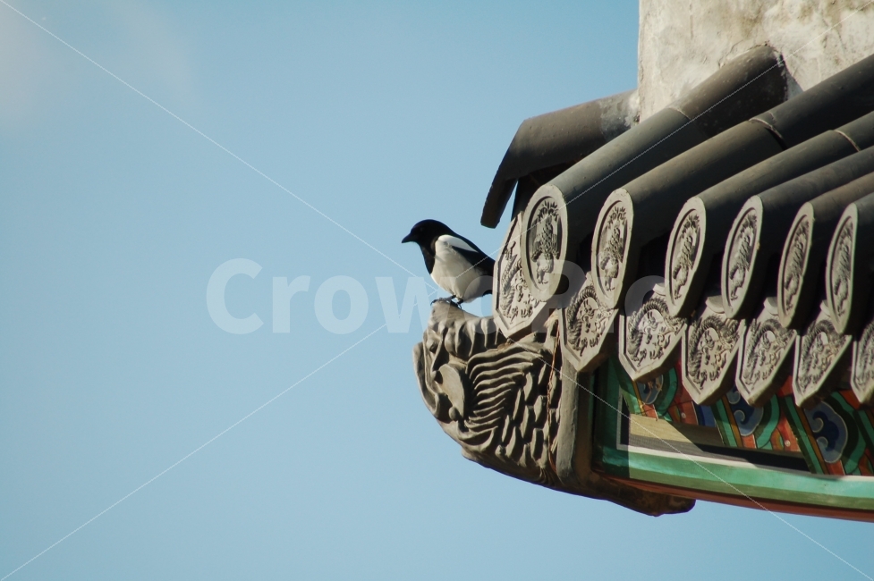 경복궁,니콘,dslr,새,제비,기와,건축물,건물외관,exterior,building,structure,architecture,construction,한국전통,한국문화,korean traditional,korean culture