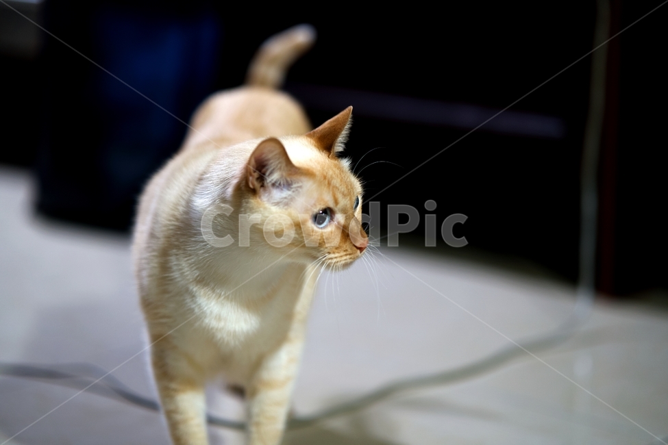 고양이,cat,pet,애완동물,animal,동물,포유류,샴고양이,동물,animal,포유류,mammal,고양이,cat,kitten,kitty