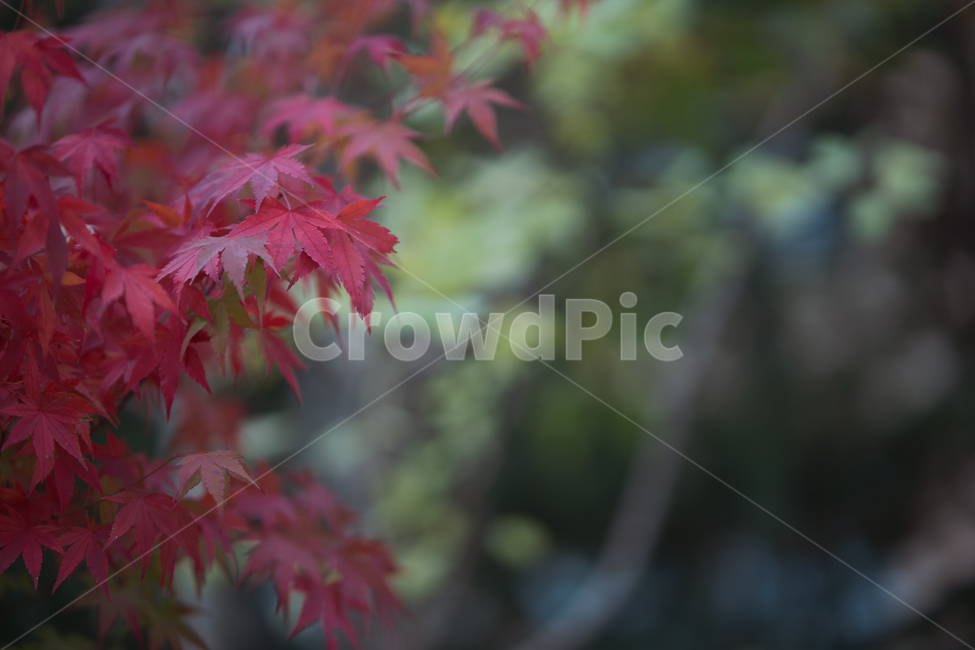 leaves,나뭇잎,식물,가을,fall,autumn,가을,계절,fall,autumn,season