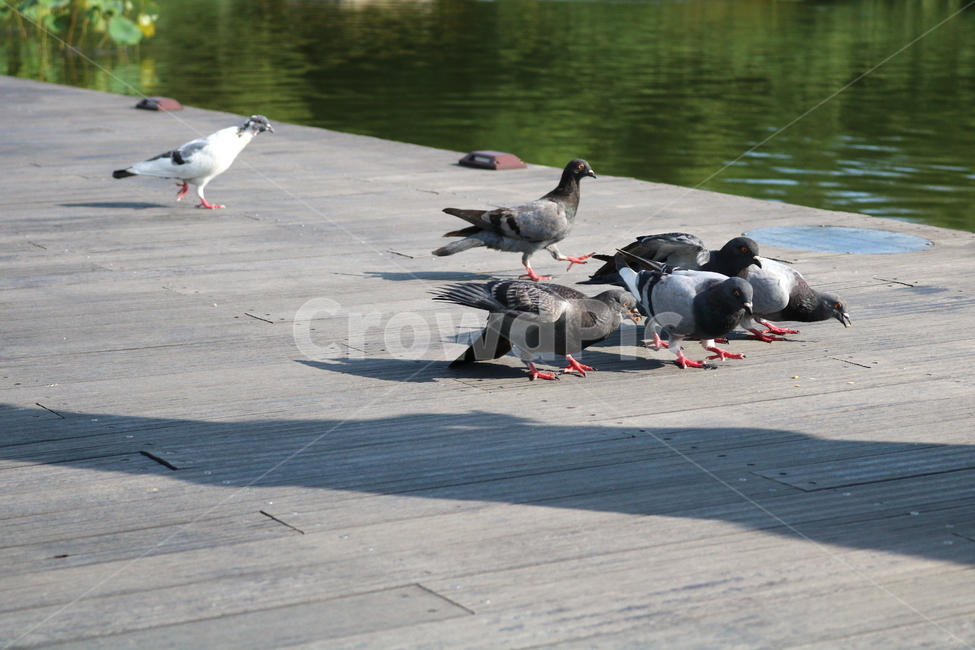 비둘기,새,조류,공원,자연,동물,동물,animal,조류,새,birds