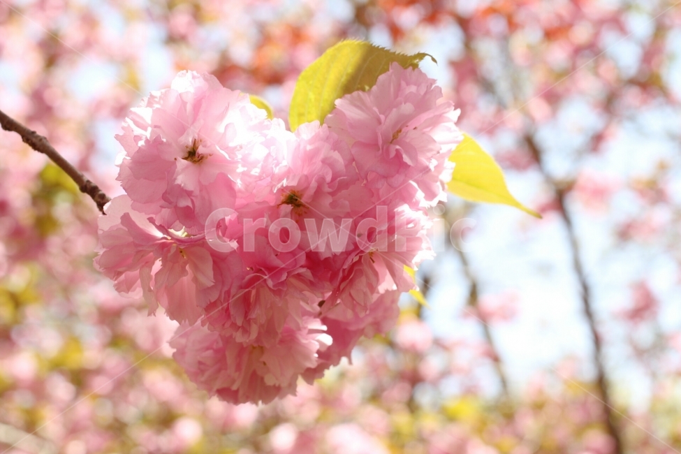 봄,봄꽃,겹벚꽃,왕벚꽃,벚꽃나무,벚꽃,꽃,flower,자연,식물,봄,계절,spring,season,식물,자연,plants,nature,꽃,flower,plant,blossom