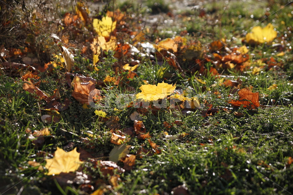 단풍,나뭇잎,잔디,햇빛,풀,가을,계절,fall,autumn,season,plant,식물,leaf,잎,ground,바닥,tree,나무