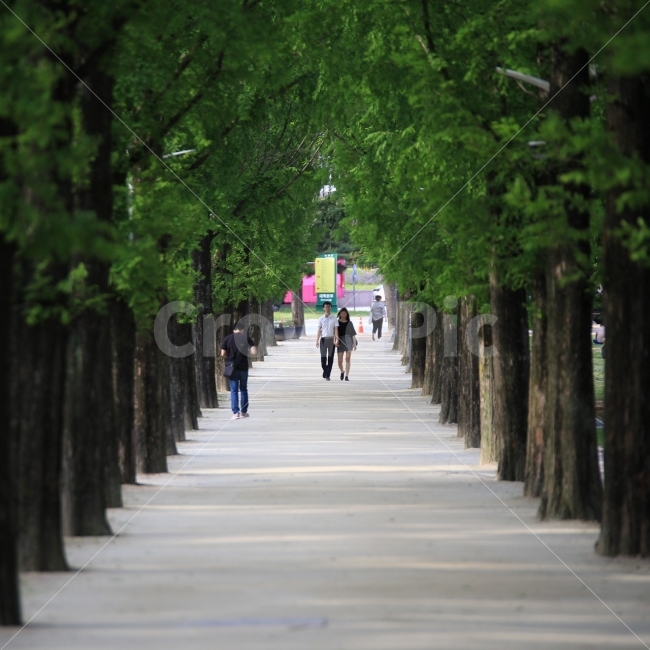 전남대학교,가로수길,여름,숲,나무,풍경,대학로,자연,풍경,nature,landscape,여름,계절,summer,season,사람,인물,인간,human,person,연인,커플,사랑,lover,couple,garden,정원,outdoors,옥외,arbour,정자