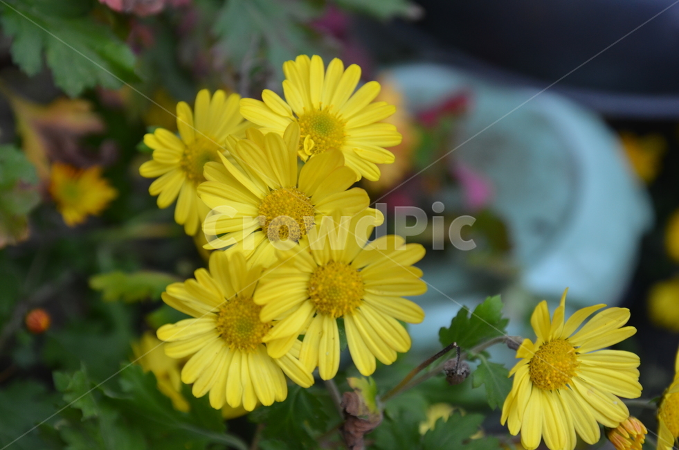 꽃,노란꽃,들꽃,노랑,노란색,식물,자연,plants,nature,꽃,flower