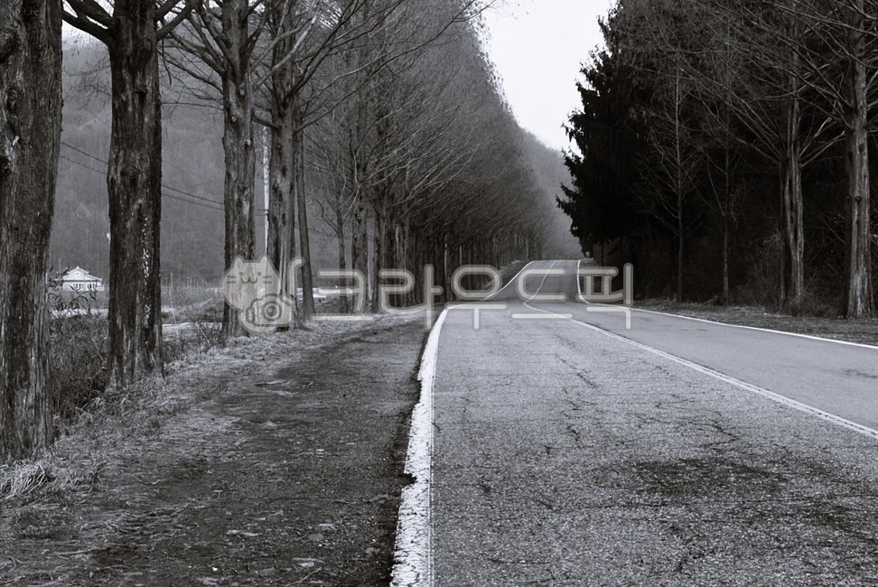 trail,Drive course,sand ash,road name,tree,metasequoia