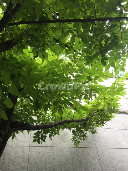 나무,tree,여름나무,초록,green,식물