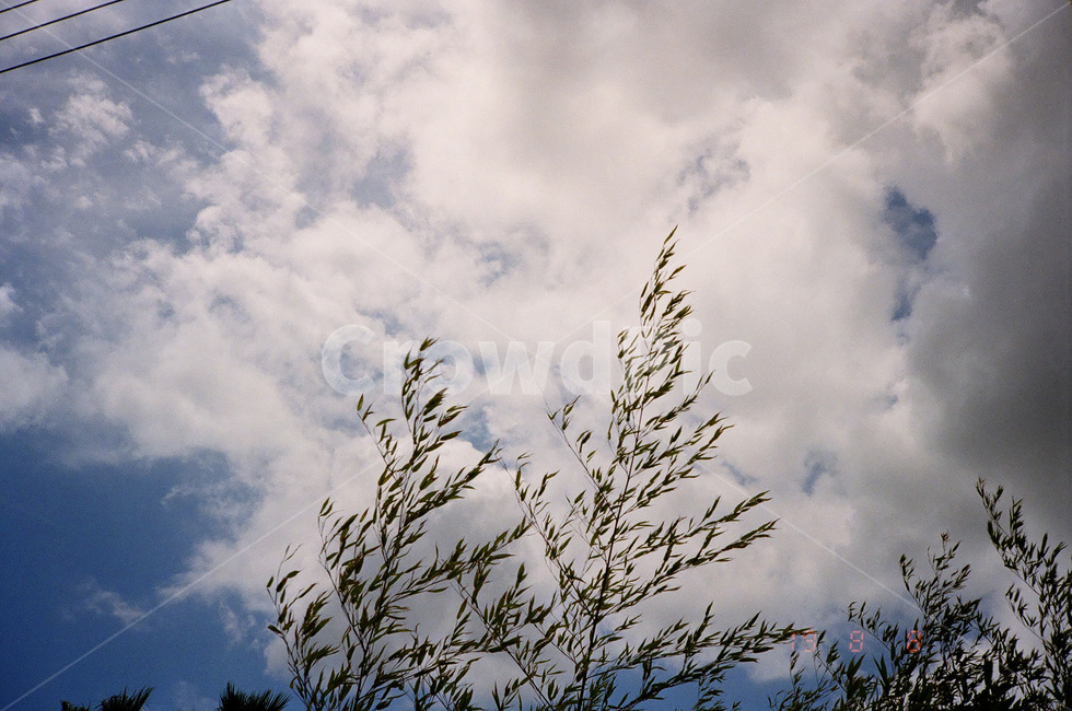 nature,자연,weather,날씨,구름,나무