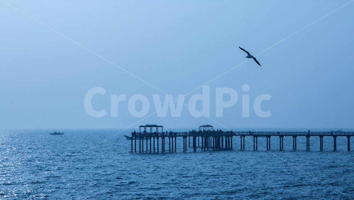 궁평항,바다,푸른바다,바다갈매기,서해바다,자연,풍경,nature,landscape,animal,동물,bird,새,water,물,waterfront,워터 프론트,pier,교각,port,포트,flying,나는