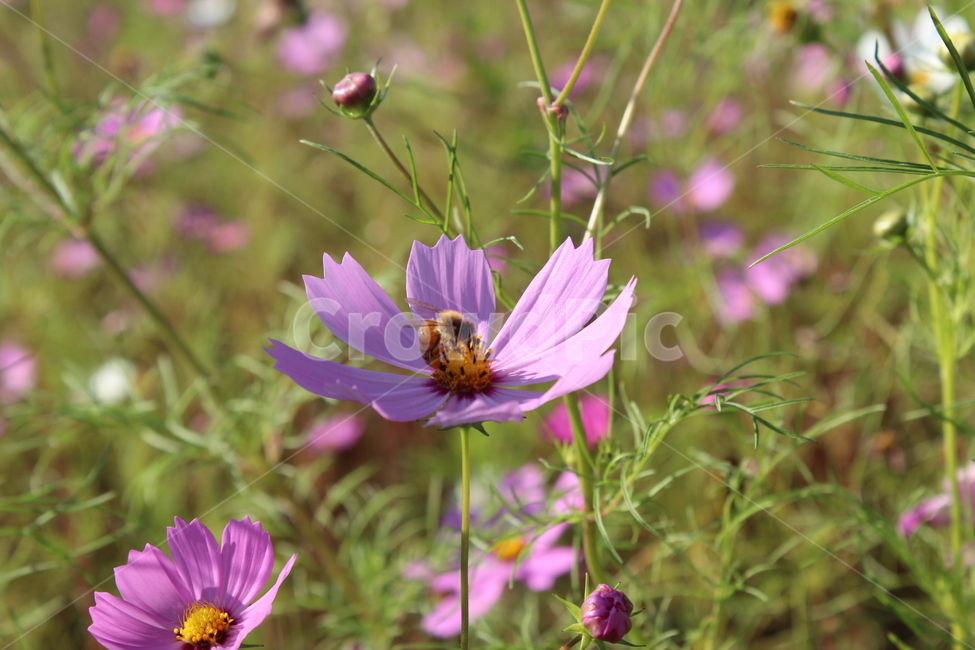 벌,코스모스,가을,flower,꽃,식물,자연,계절,꽃밭,가을,계절,fall,autumn,season,insect,곤충,invertebrate,무척추 동물,bee,animal,동물,honey bee,꿀벌,plant