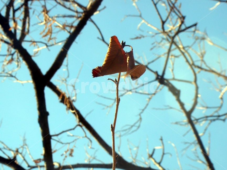 낙엽,가을,겨울,나무,나뭇잎,겨울,계절,winter,season,식물,자연,plants,nature