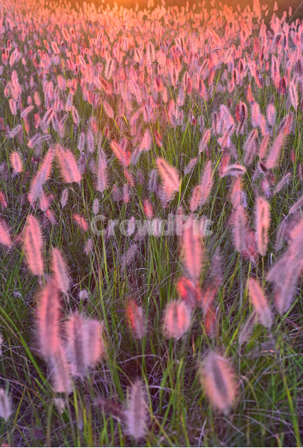 가을,가을배경,감성사진,수크령,석양,핑크색꽃,분홍색꽃,pink,일몰,들판,초지,background,역광,season,시즌,계절,야외,옥외,들녘,해질녘,해질무렵,들꽃,식물,야생화,들풀,가을분위기,가을느낌,배경,바탕,백그라운드,green,10월,9월,일년초,autumn,fall,plant,blossom,잡초,목초,grass,솜털,느낌,필링,분위기,emotional,sensible,feeling,가을,계절,fall,autumn,season,자연,풍경,nature,landscape,한국자연풍경,한국자연경관,korea nature landscape,식물,plants,잔디