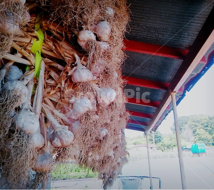 마늘,농산물,통마늘,채소,garlic,식품
