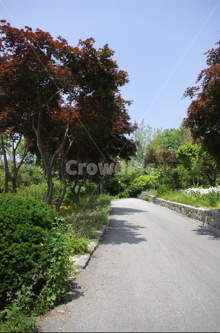 초록,나무,잎,식물,plant,계절,봄,spring,단풍나무,길,자연,풍경,nature,landscape,outdoors,옥외,garden,정원,arbour,정자
