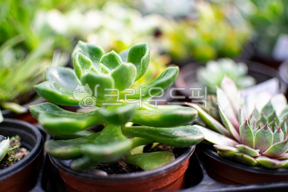 plant,식물,다육식물,다육이,허브,화분,자연,잎사귀,녹색,그린,green,나뭇잎,식물원