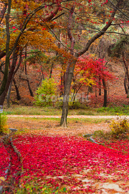 tree,나무,plant,식물,잎,가을,계절,fall,autumn,season