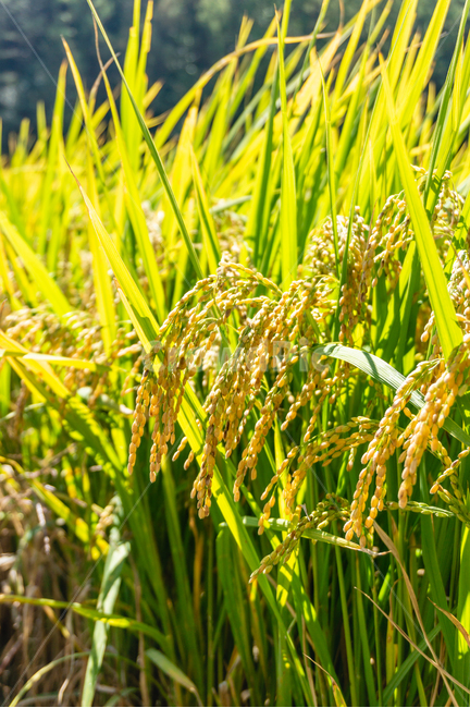 벼,가을,농사,자연,식물,곡류,곡식,cereals,산업,industry,industrial,농업,농사,agriculture,farming,farming industry