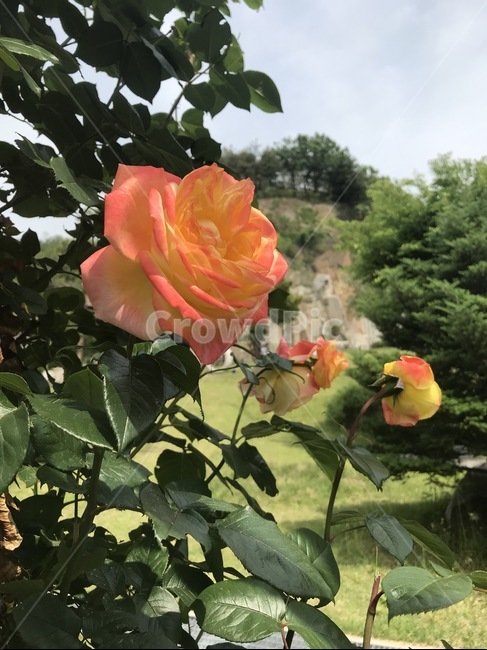 blossom,꽃,plant,식물,rose,장미,flower
