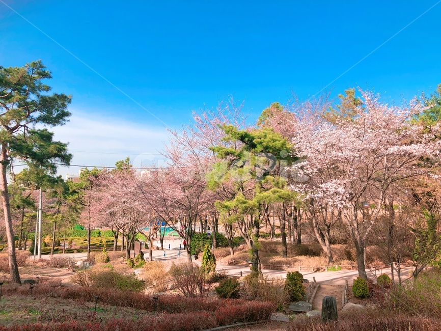자연,풍경,벚꽃,산,봄,봄,계절,spring,season,자연,풍경,nature,landscape,plant,식물,flower,꽃,blossom