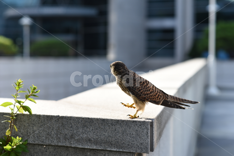 동물,새,매,황조롱이,hawk,kestrel,시작,도약,발걸음,animal,동물,animal,조류,새,birds