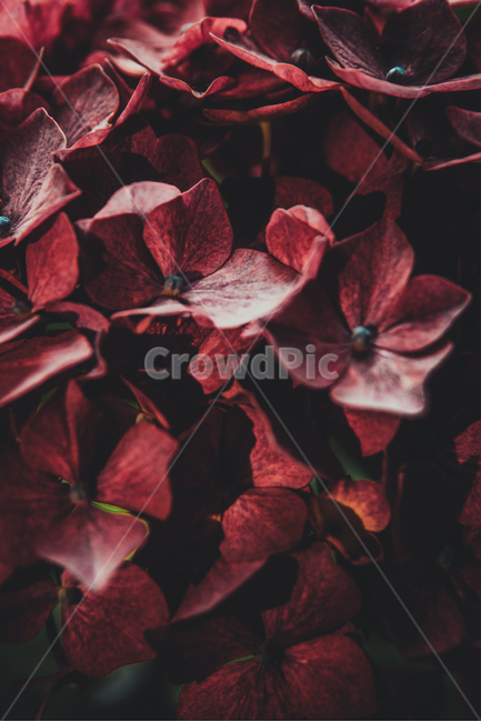 수국,꽃,자연,식물,여름,색감,식물,자연,plants,nature,꽃,flower
