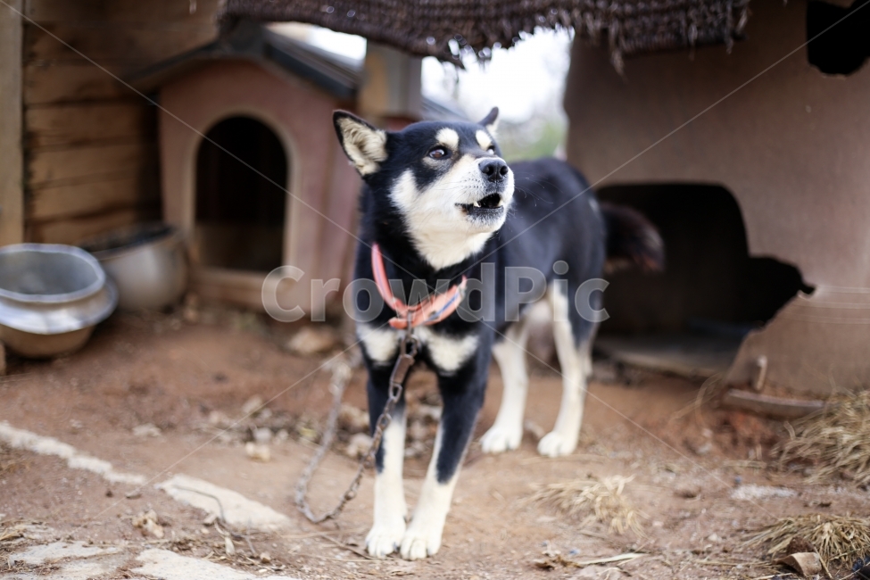 개,강아지,시골개,믹스,믹스견,동물,귀여움,동물,animal,포유류,mammal,개,강아지,dog,doggy