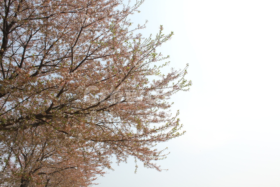 꽃,봄,감성,식물,자연,풍경,자연,풍경,nature,landscape,식물,plants,꽃,flower,plant