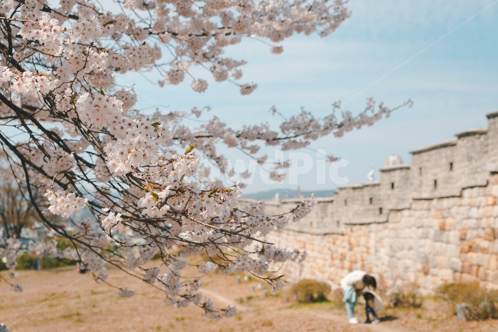 봄,벚꽃,봄꽃,꽃잎,flower,blossom,cheeryblossom