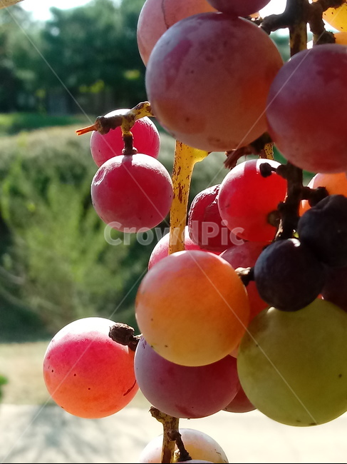 포도,과일,열매,식물,fruit,grapes,plant,과일,열매,fruit