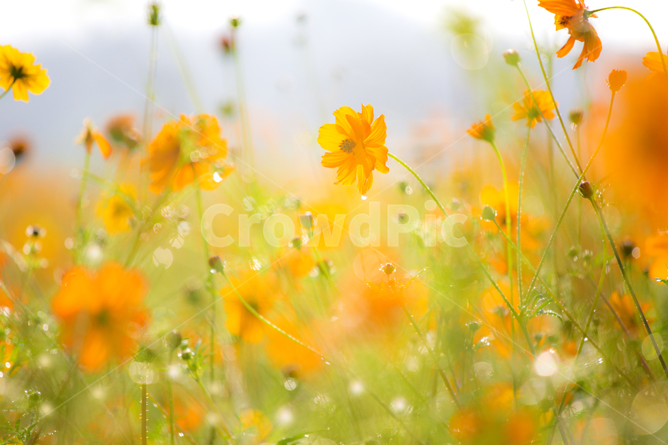 코스모스,이슬,노랑,가을,자연,cosmos,dew,yellow,green,초록,가을,계절,fall,autumn,season,식물,자연,plants,nature,꽃,flower,색깔,색상,색채,색감,color sense,color sensitivity,feeling of color,spring,봄