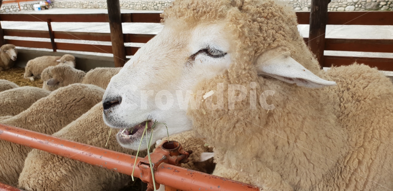양,목장,들판,양털,동물,짐승,산업,industry,industrial,목축업,목장,livestock farming,ranching,pasture