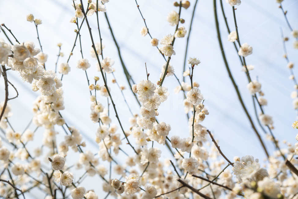 매화,꽃,봄꽃,이화원,식물원,매화나무,plant,식물,flower,blossom,식물,자연,plants,nature,꽃,flower