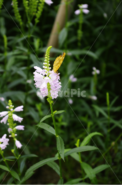꽃,flower,식물,plant,꽃범의꼬리,나비,식물,자연,plants,nature,꽃,flower,동물,animal,곤충,벌레,insect,bug