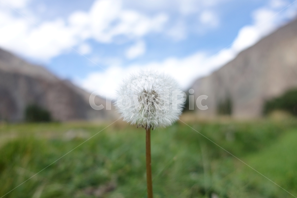 인도,라다크,뚜르뚝,꽃,접사,식물,자연,plants,nature,꽃,flower