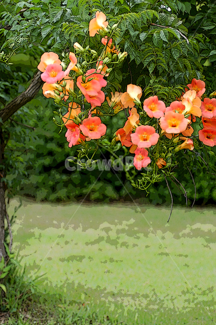 자연,나무,꽃,능소화,잔디,식물,자연,plants,nature,꽃,flower