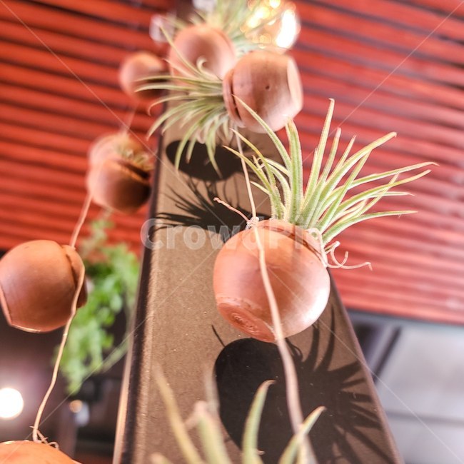 plant,식물,다육이,이오난사,틸란드시아,tillandsia,tillandsiaionantha,파인애플과