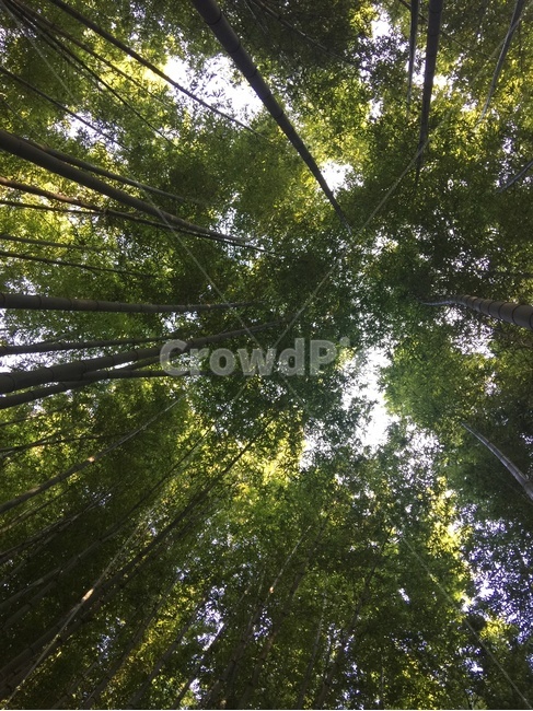대나무,대나무숲,자연,푸르름,숲속,자연,풍경,nature,landscape,plant,식물,sunlight,햇빛,tree,나무