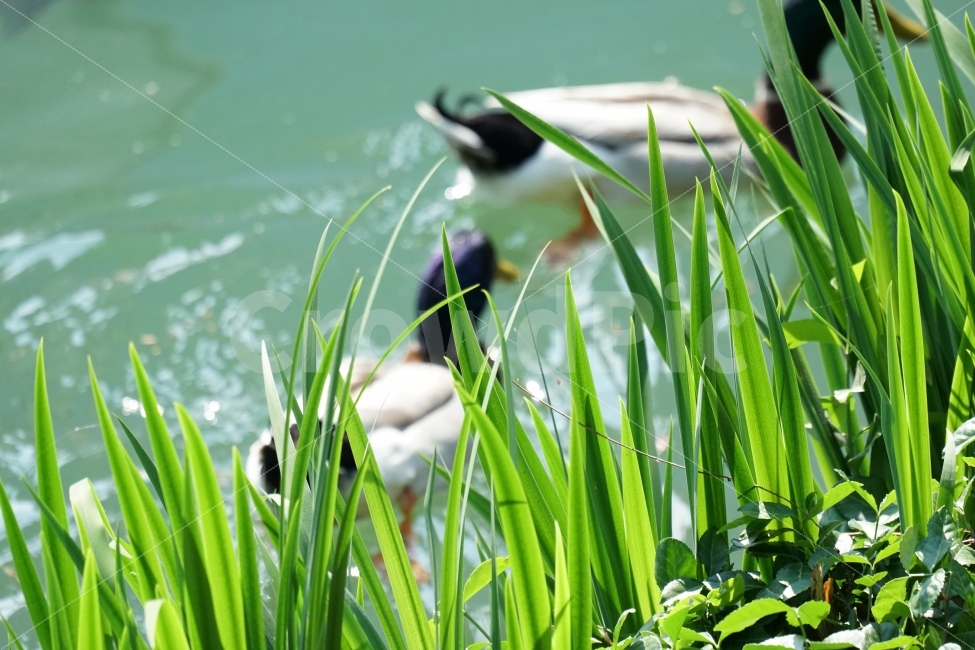청둥오리,동물,조류,새,물,호수,물결,자연,식물,풀,이파리,animal,lake,river,강,하천,nature,풍경,landscape,plants,감성,감성사진,스냅,스냅사진,snap,snapshot,힐링,힐링사진,bird,duck,잠실,서울,seoul,한국,korea,코리아,한국자연,석촌호수,오리가족,수영,헤엄,동물,animal,조류,새,birds