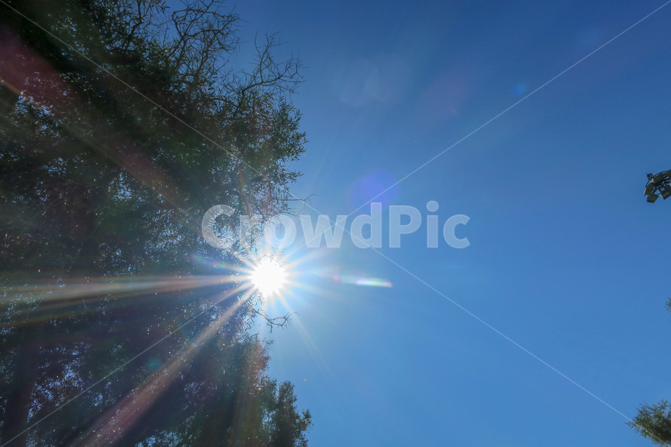 하늘,햇빛,플레어,나무,자연,태양,파란색,sun,sky,blue,유럽