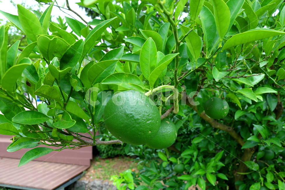 나무,귤,감귤,감귤나무,식물,과일,밀감,식물,자연,plants,nature,과일,열매,fruit